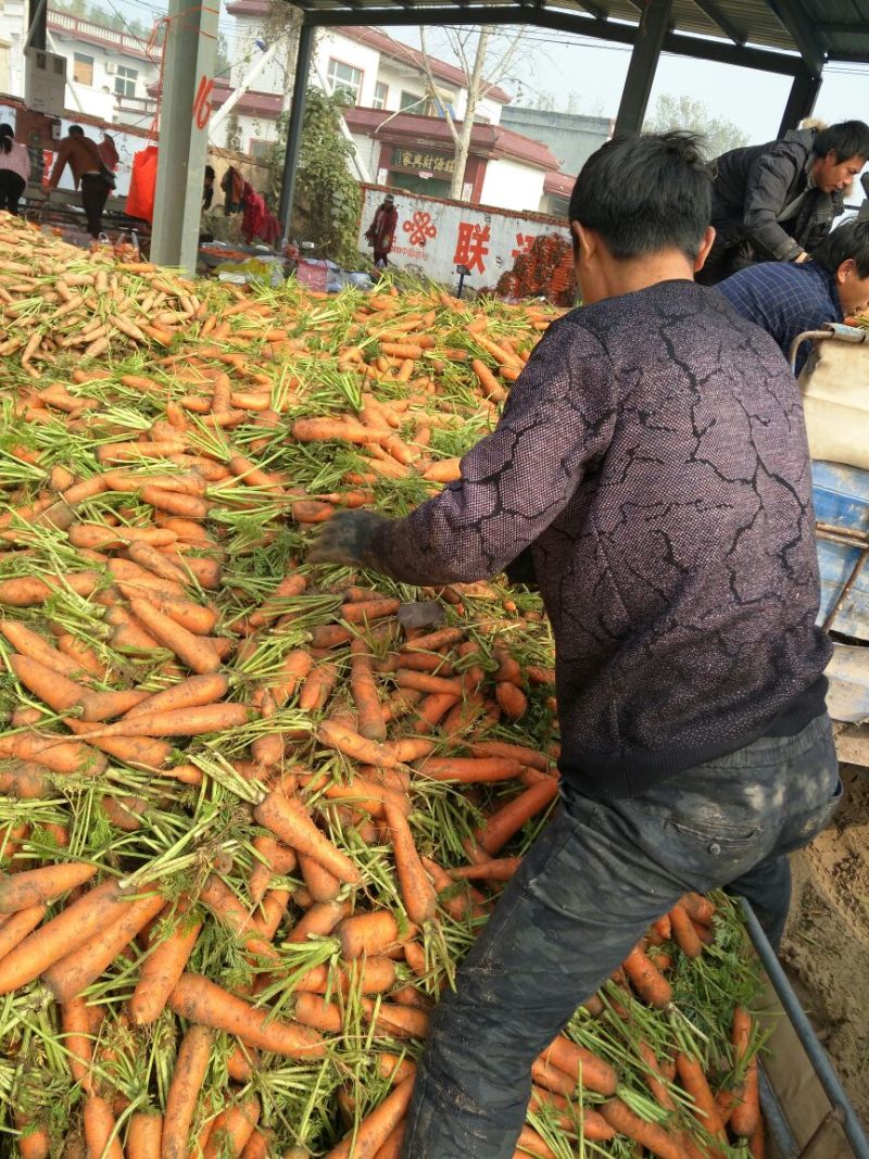三红七寸参胡萝卜2两以上水洗10厘米以上三红胡萝卜