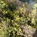 野菊花散装