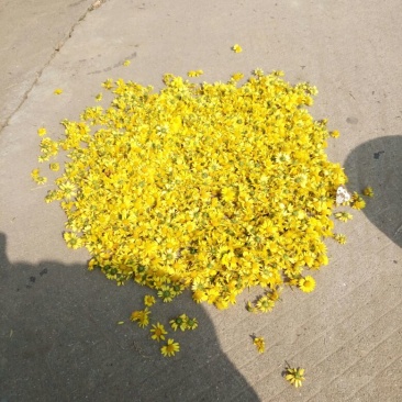 野菊花散装