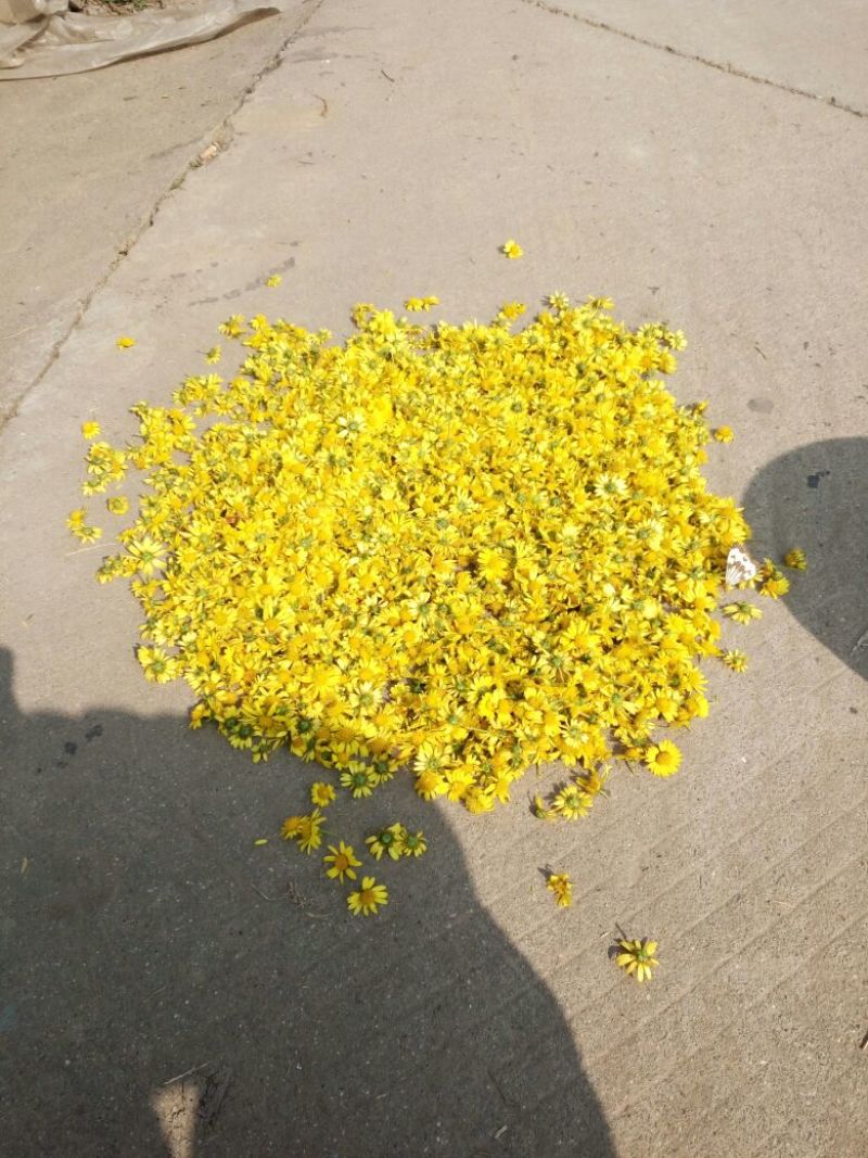 野菊花散装