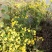 野菊花散装