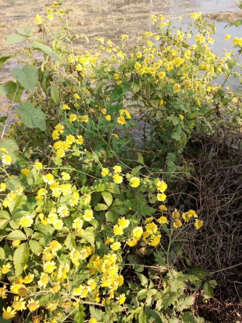 野菊花散装