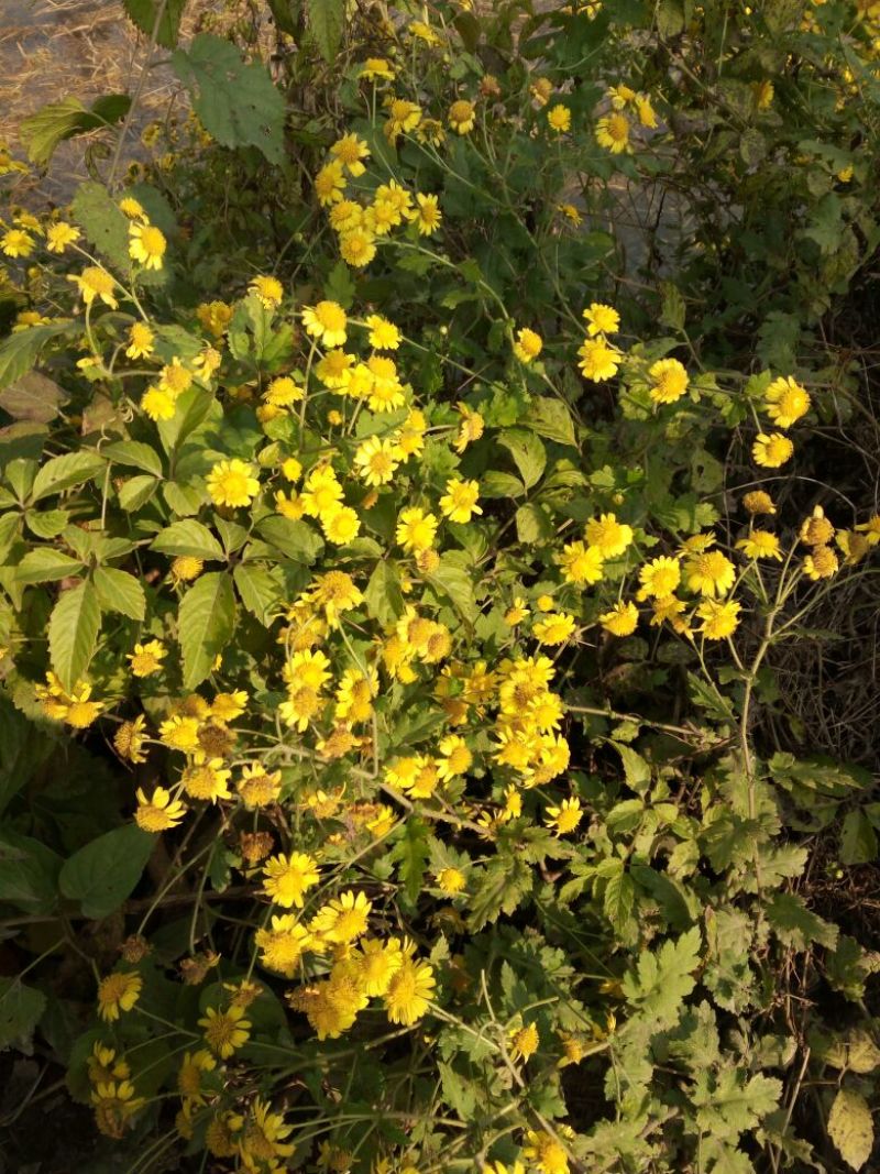 野菊花散装