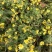 野菊花散装