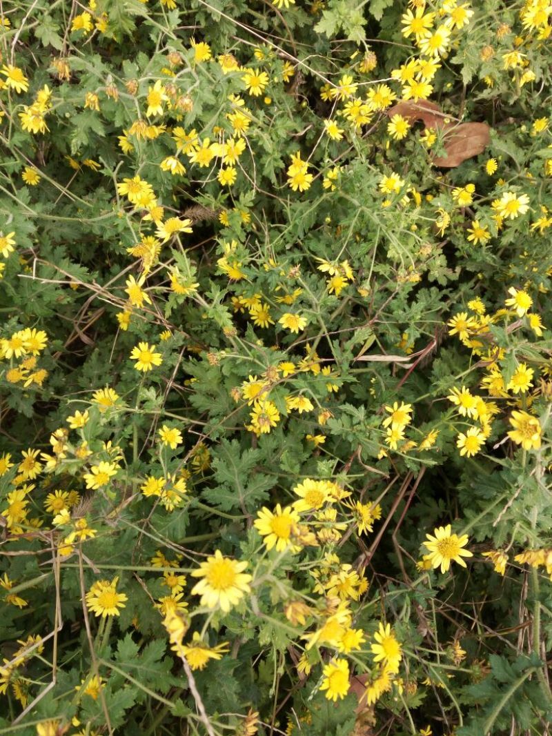 野菊花散装