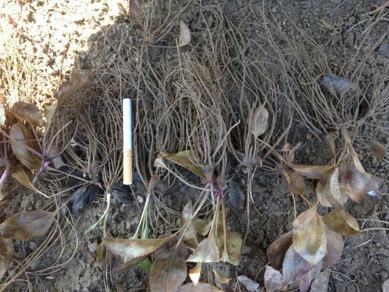 关苍术种苗药食同源白茬苍术种苗品种纯正