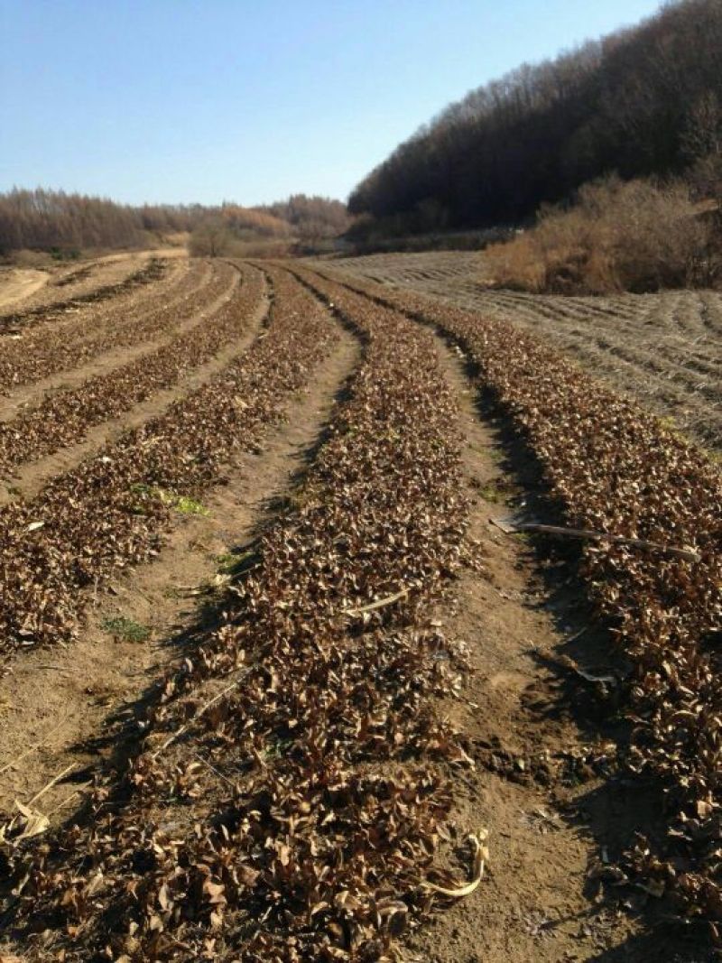 关苍术种苗药食同源白茬苍术种苗品种纯正