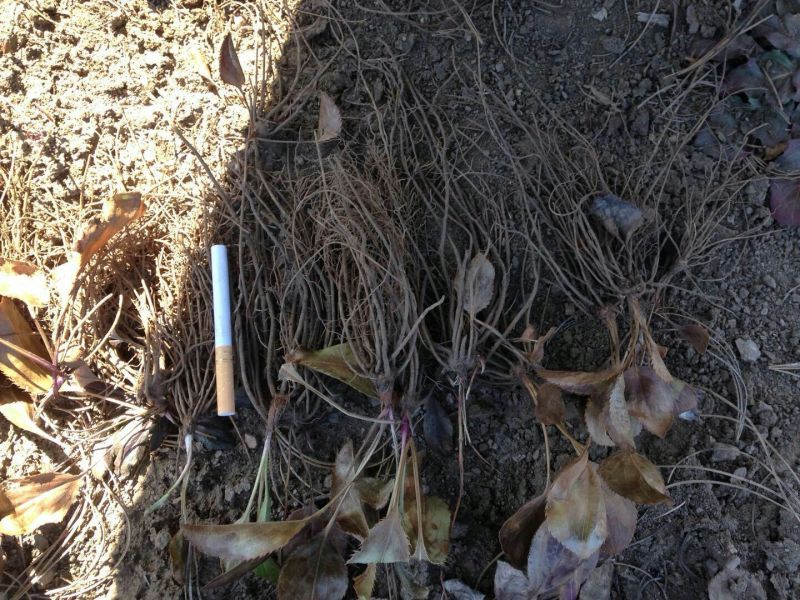 关苍术种苗药食同源白茬苍术种苗品种纯正