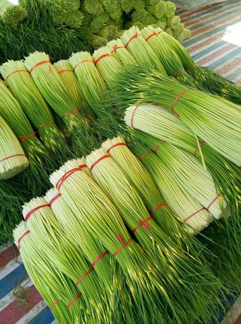 白帽蒜薹万亩蒜苔收货市场，场地日供货100吨架子库遇冷