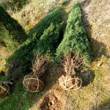 塔柏树苗圆柏树清明墓地松柏树造林树苗矿山绿化工程苗