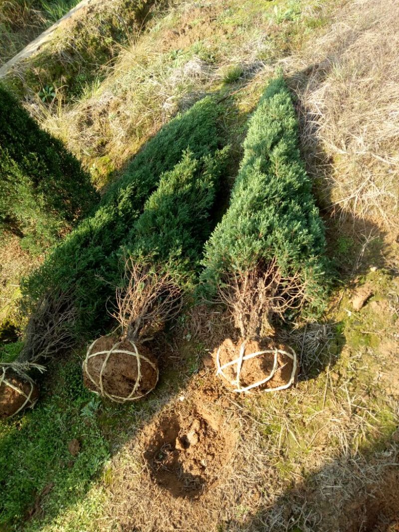 塔柏树苗圆柏树清明墓地松柏树造林树苗矿山绿化工程苗