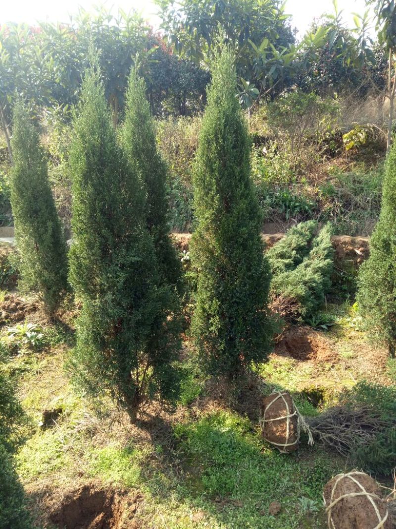 塔柏树苗圆柏树清明墓地松柏树造林树苗矿山绿化工程苗