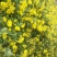 野菊花散装