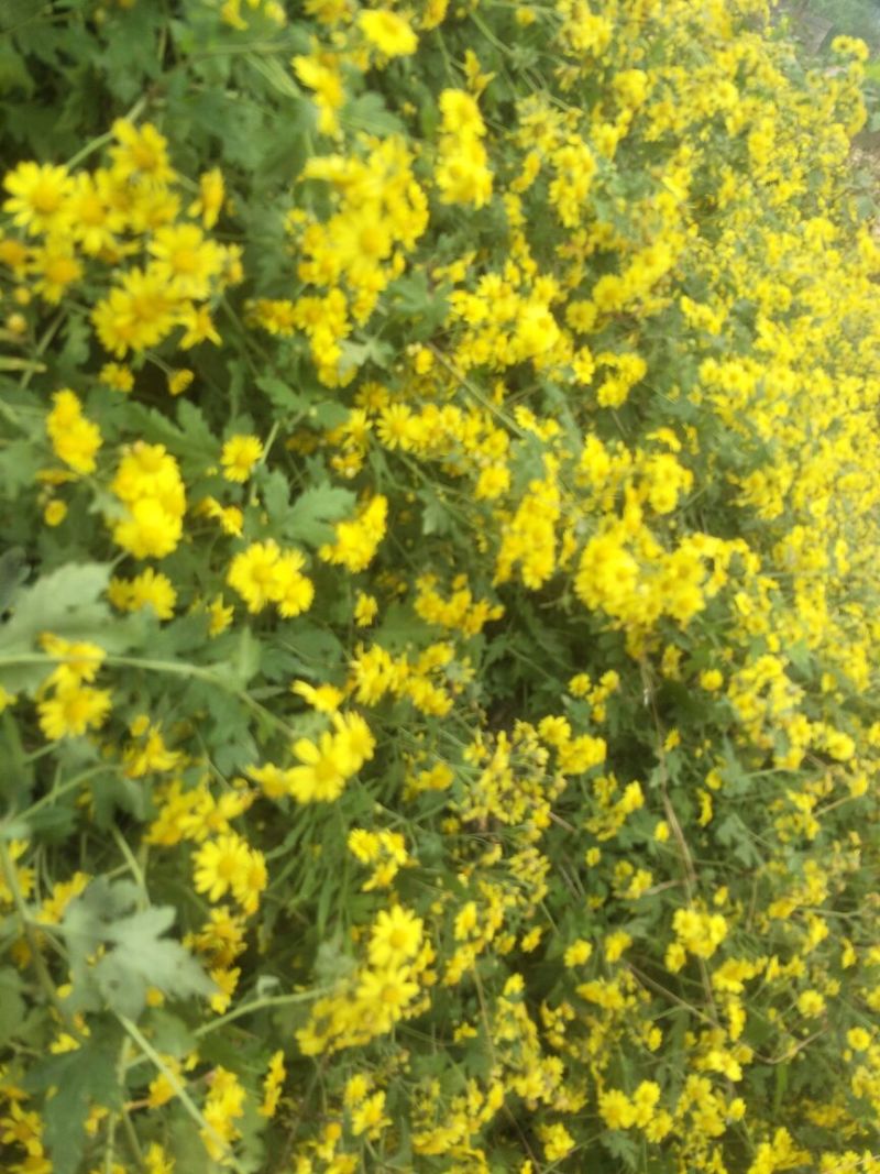 野菊花散装