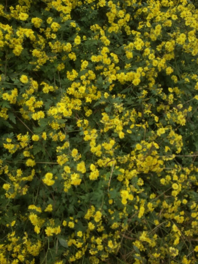 野菊花散装
