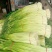 白帽蒜薹万亩蒜苔收货市场日供货100吨架子库遇冷