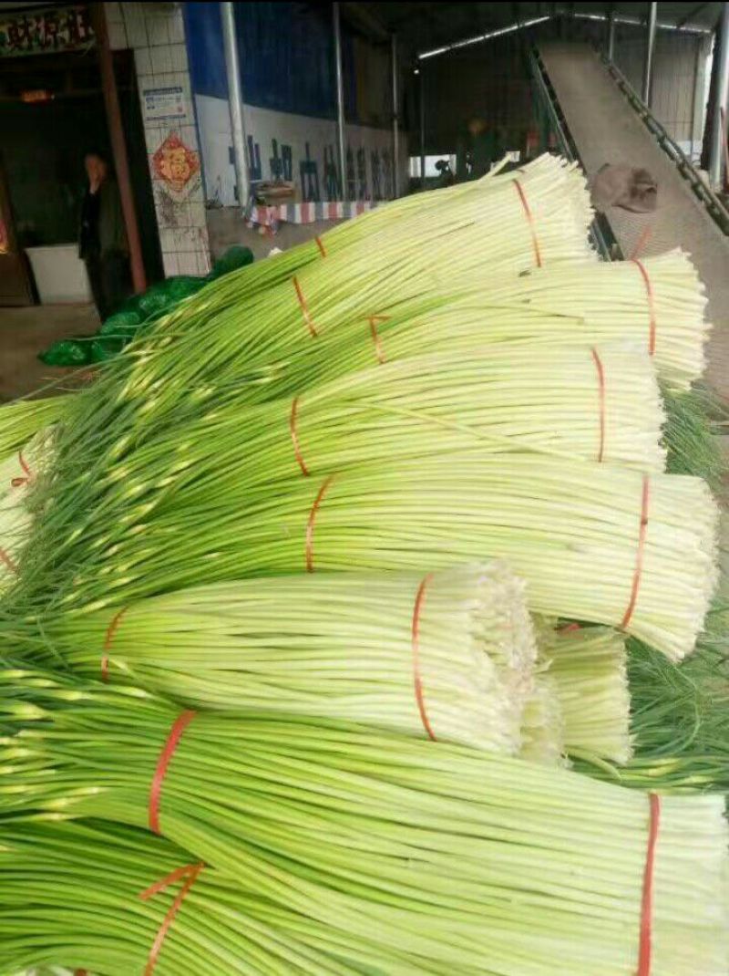 白帽蒜薹万亩蒜苔收货市场日供货100吨架子库遇冷