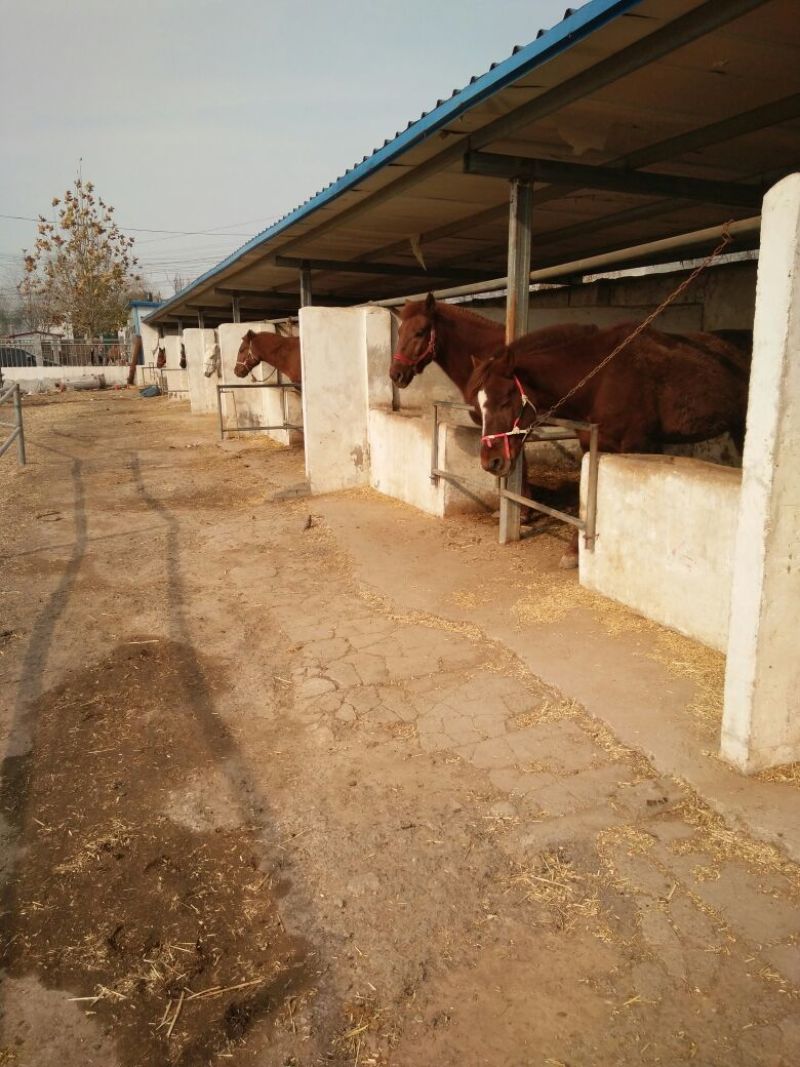 三到五岁乘骑马观光马矮马蒙古马伊犁马观光旅游马
