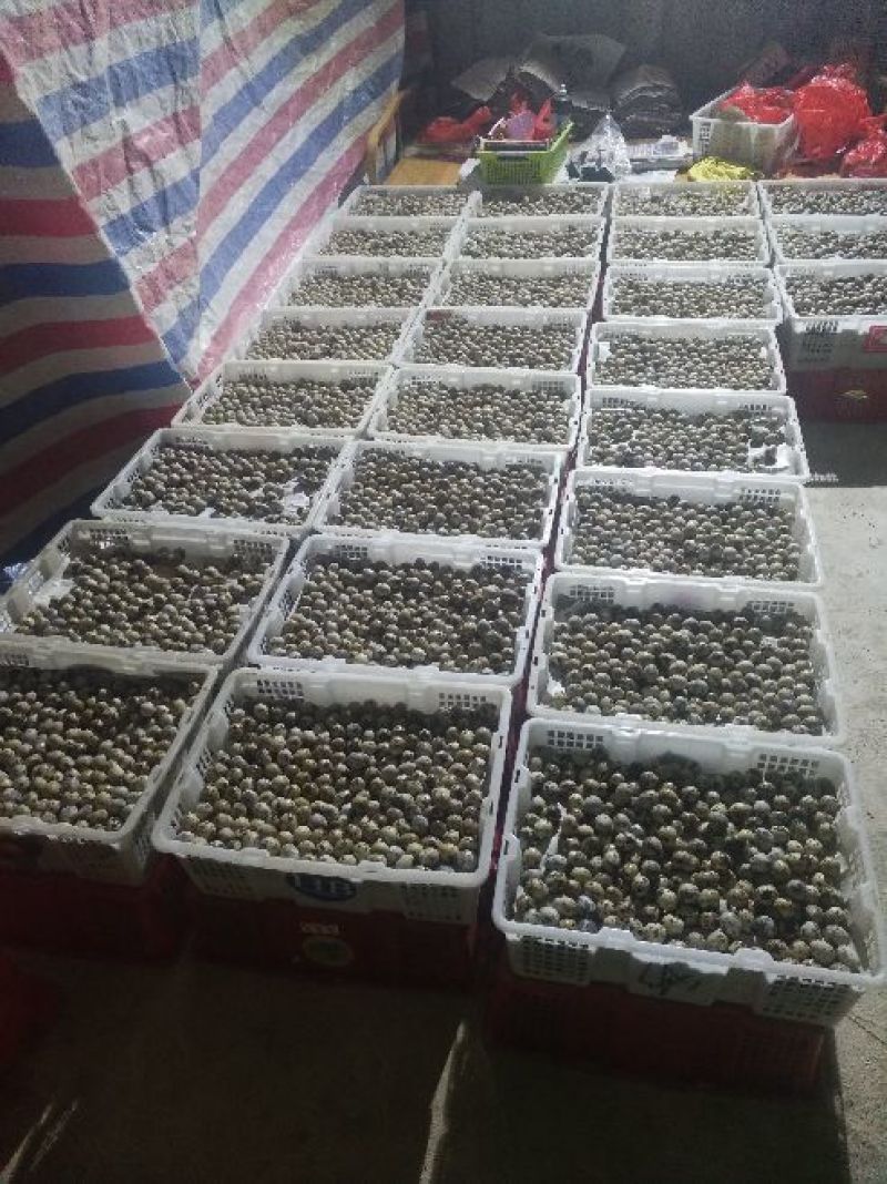 土鹌鹑蛋食用
