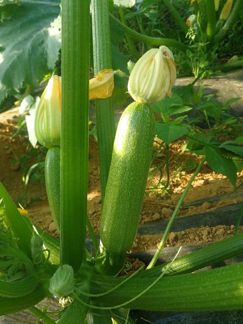 绿皮西葫芦0.6斤以上