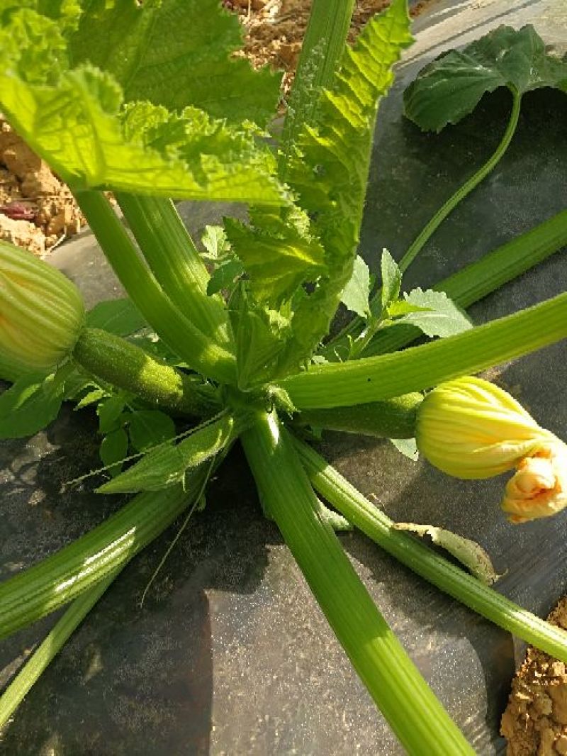 绿皮西葫芦0.6斤以上