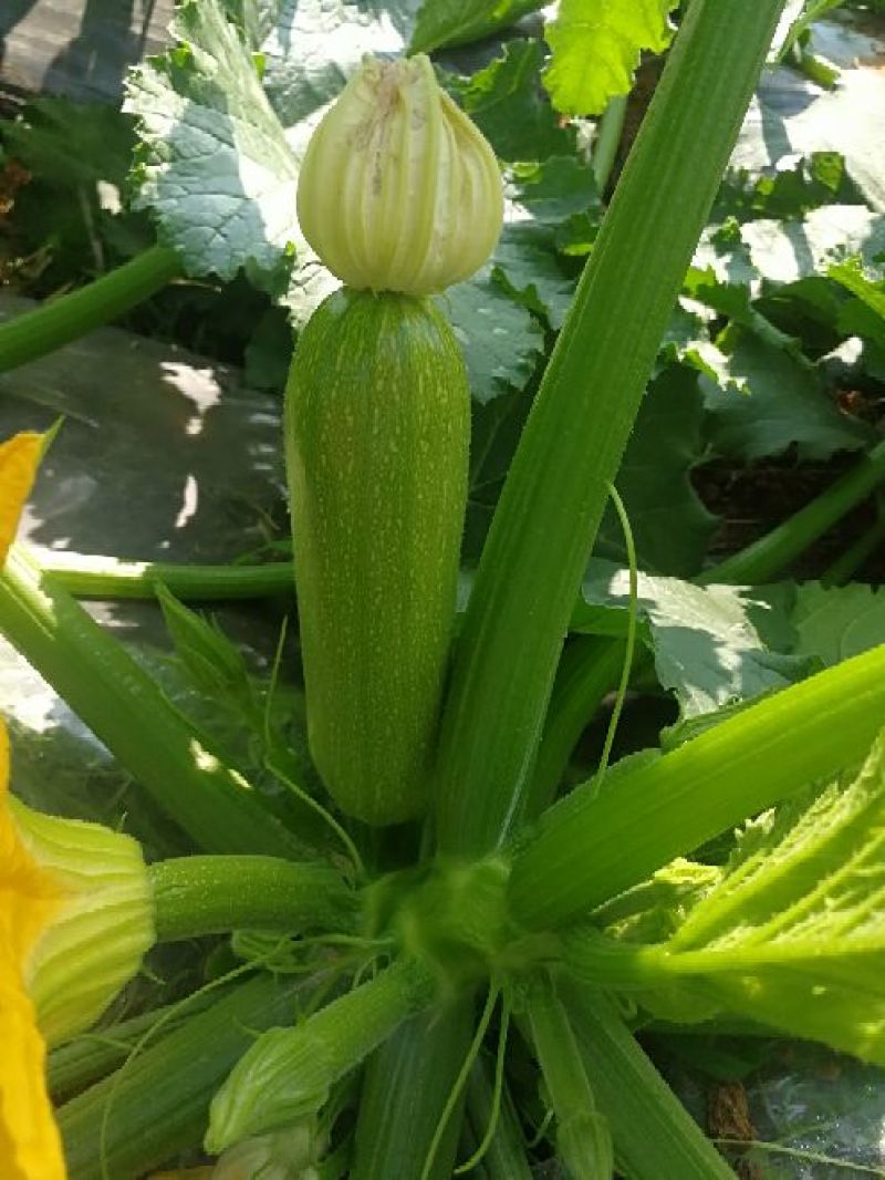 绿皮西葫芦0.6斤以上