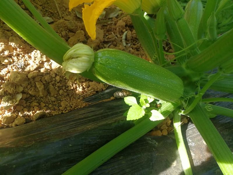 绿皮西葫芦0.6斤以上