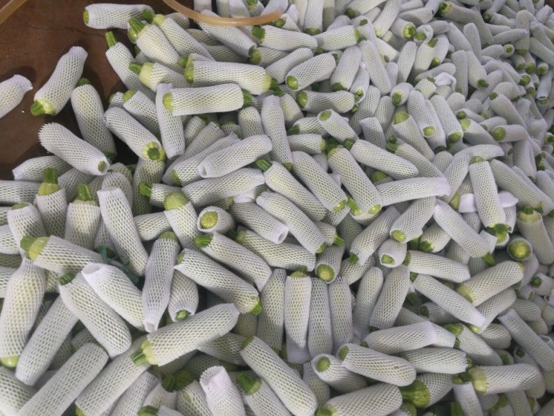 绿皮西葫芦0.6斤以上