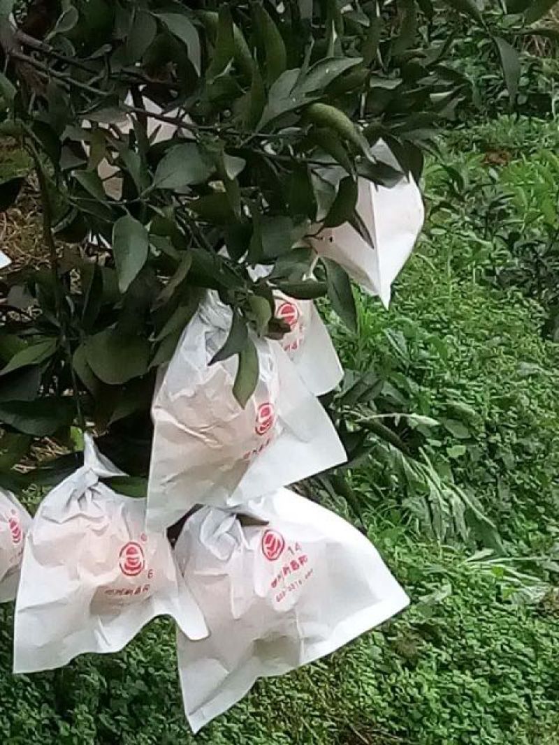 不知火柑桔7.5~8cm