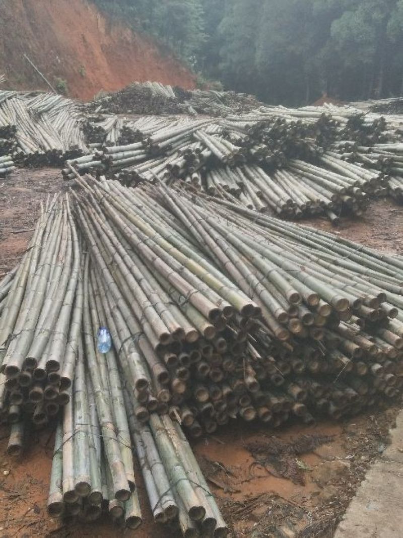 产地批发，长期大量供福建竹竿，沙糖桔、苗木支撑竿，山药架