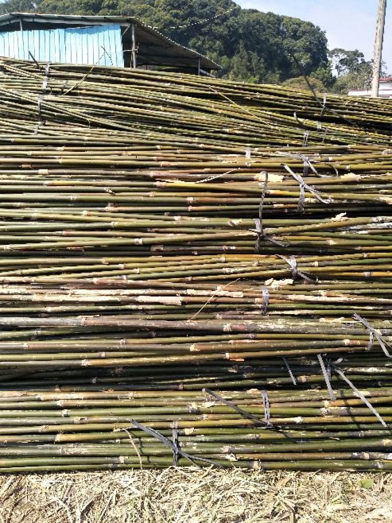 产地批发，长期大量供福建竹竿，沙糖桔、苗木支撑竿，山药架