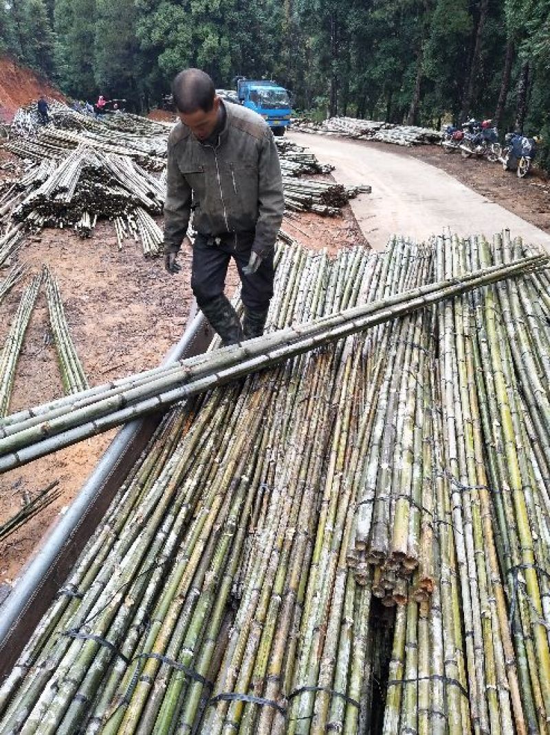 产地批发，长期大量供福建竹竿，沙糖桔、苗木支撑竿，山药架
