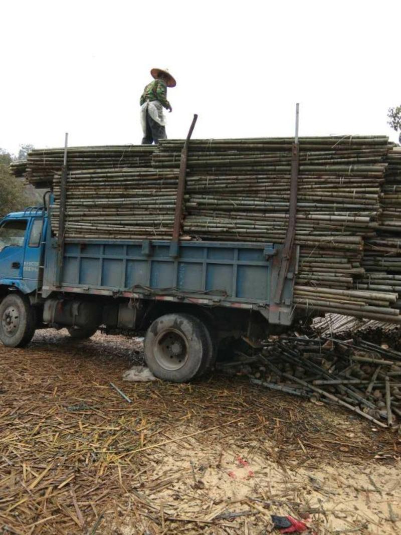 产地批发，长期大量供福建竹竿，沙糖桔、苗木支撑竿，山药架