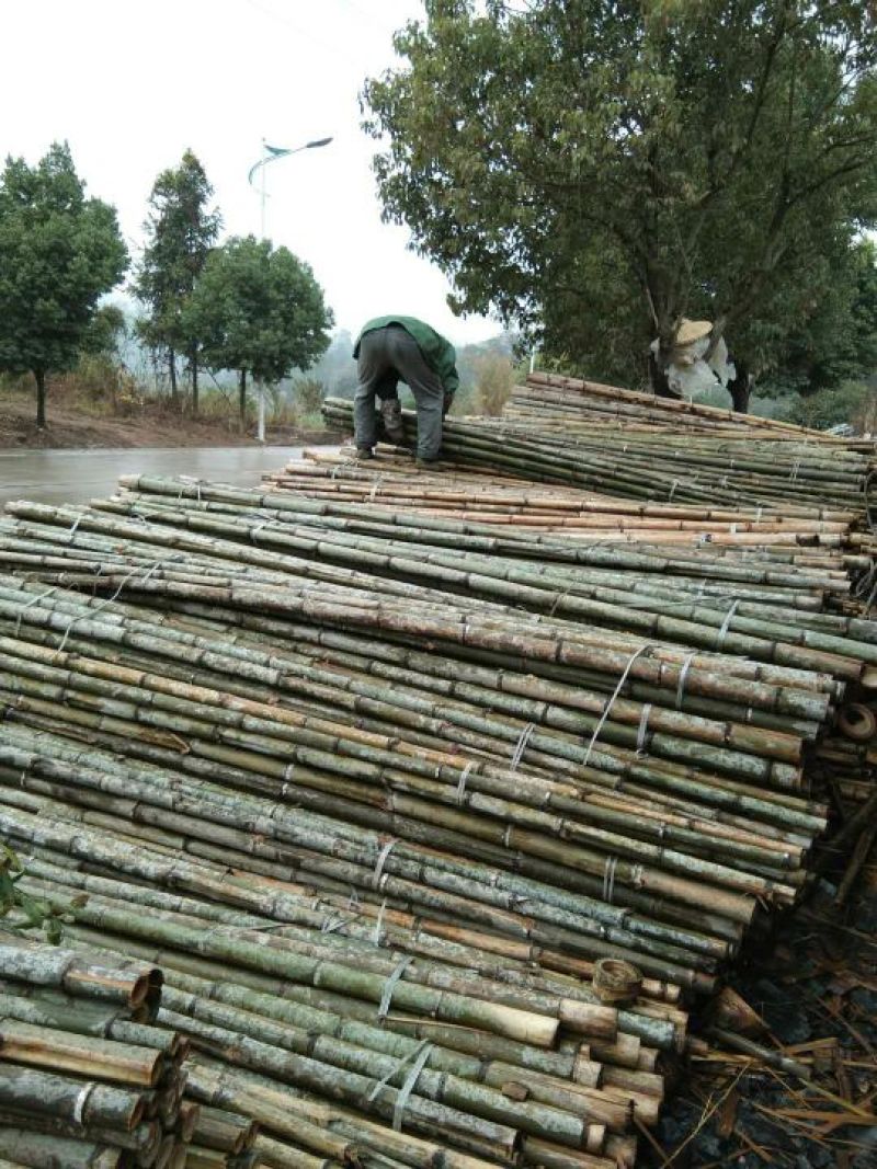 产地批发，长期大量供福建竹竿，沙糖桔、苗木支撑竿，山药架