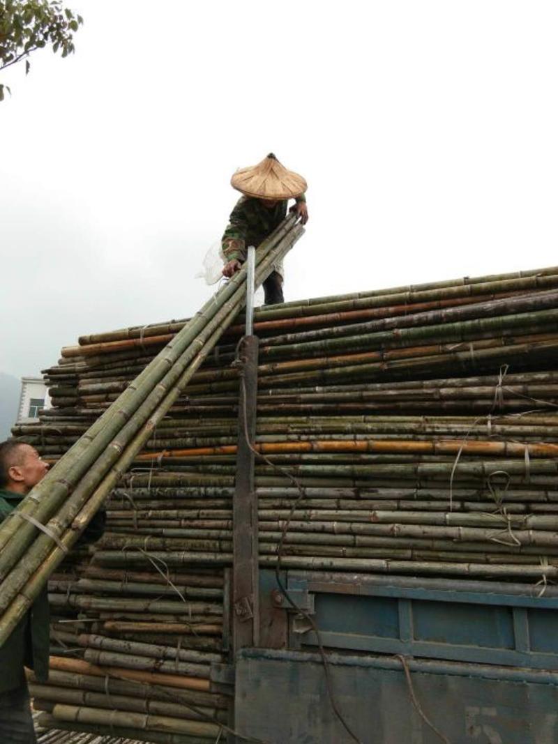 产地批发，长期大量供福建竹竿，沙糖桔、苗木支撑竿，山药架