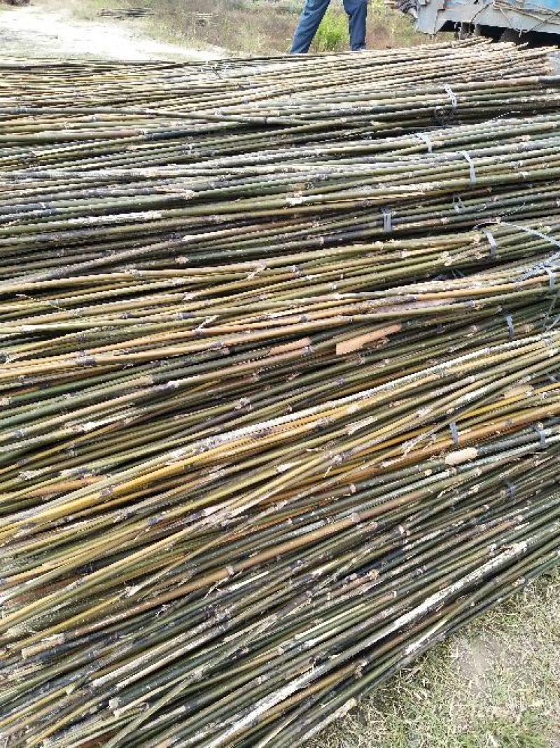 产地批发，长期大量供福建竹竿，沙糖桔、苗木支撑竿，山药架