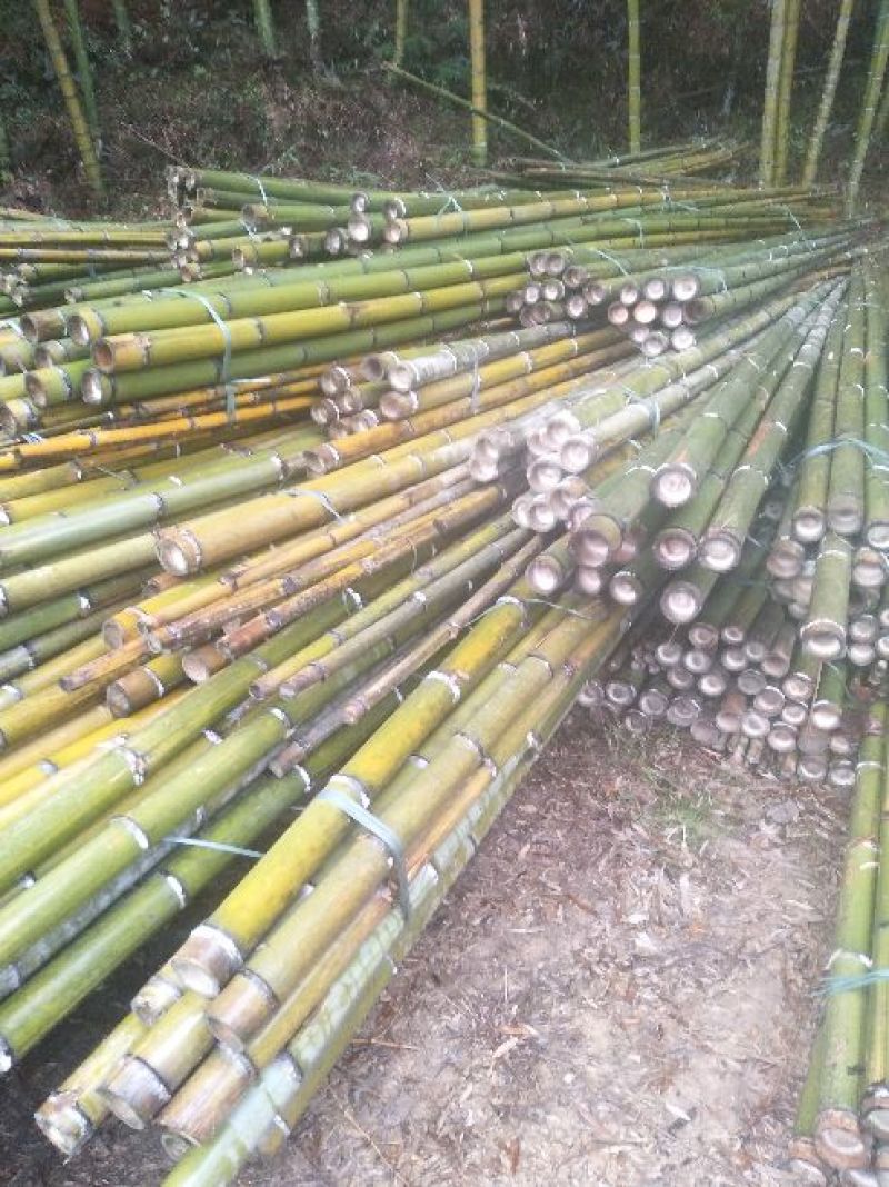 产地批发，长期大量供福建竹竿，沙糖桔、苗木支撑竿，山药架