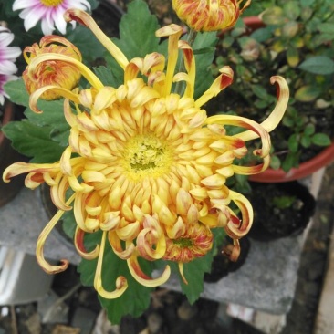 菊花四季欧州菊，九月菊