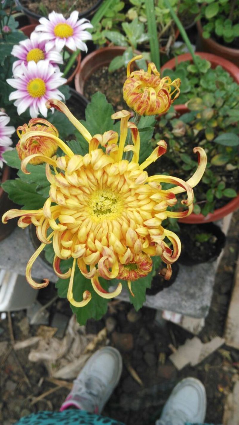 菊花四季欧州菊，九月菊