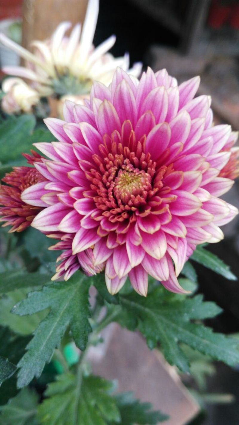 菊花四季欧州菊，九月菊
