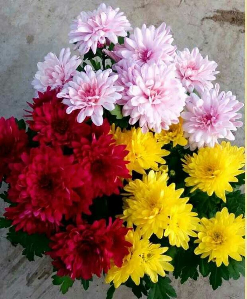 菊花四季欧州菊，九月菊