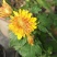 菊花四季欧州菊，九月菊