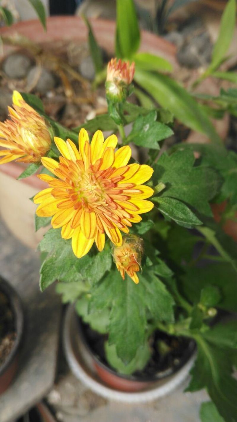 菊花四季欧州菊，九月菊
