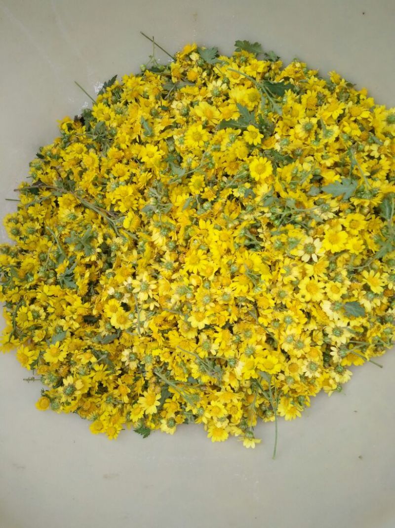 野菊花袋装