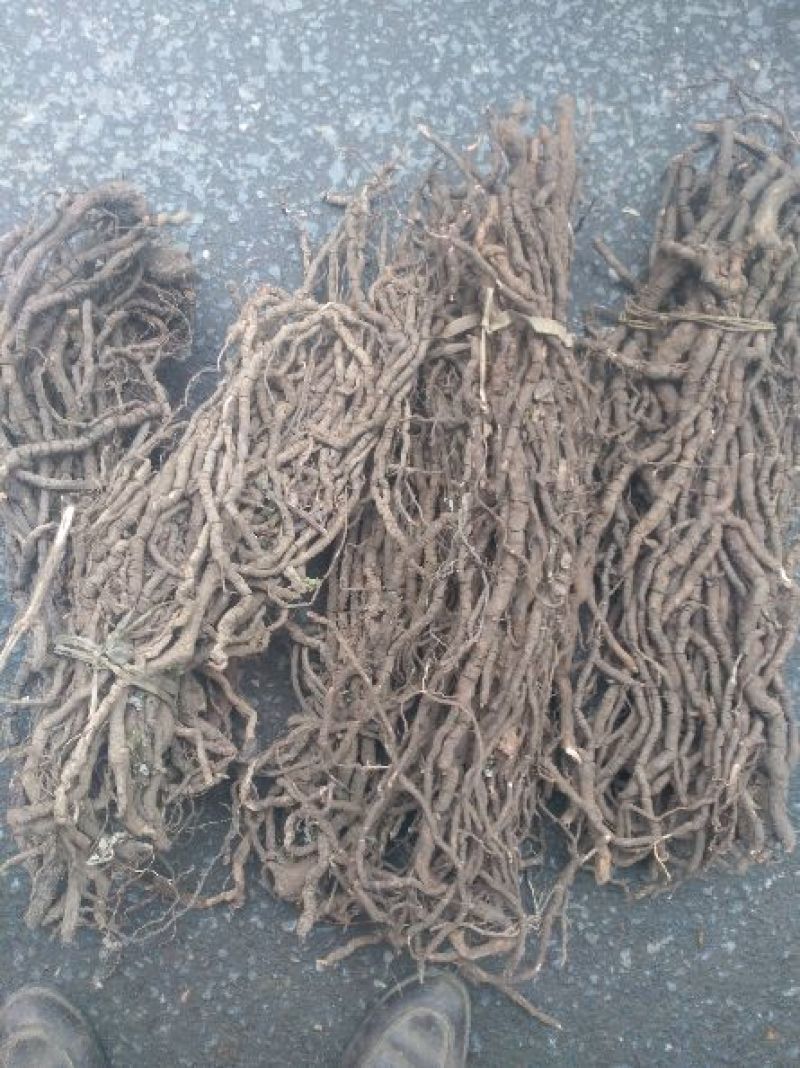 黑老虎根，小种黑老虎，皮厚芯细，可视频看货。