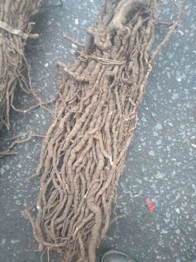 黑老虎根，小种黑老虎，皮厚芯细，可视频看货。