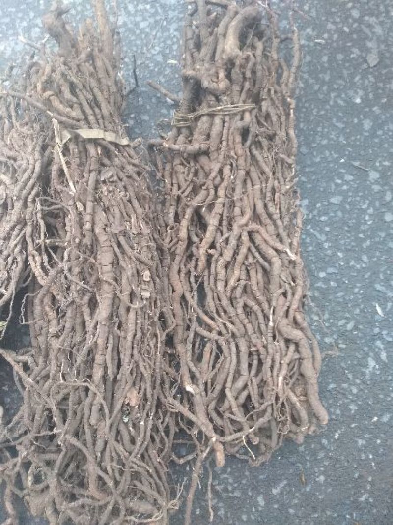 黑老虎根，小种黑老虎，皮厚芯细，可视频看货。