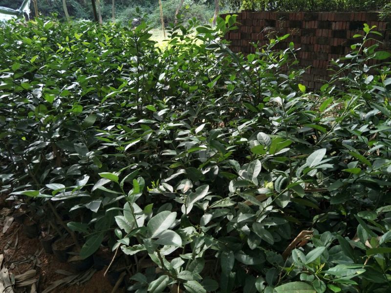 香水柠檬树苗50~80cm