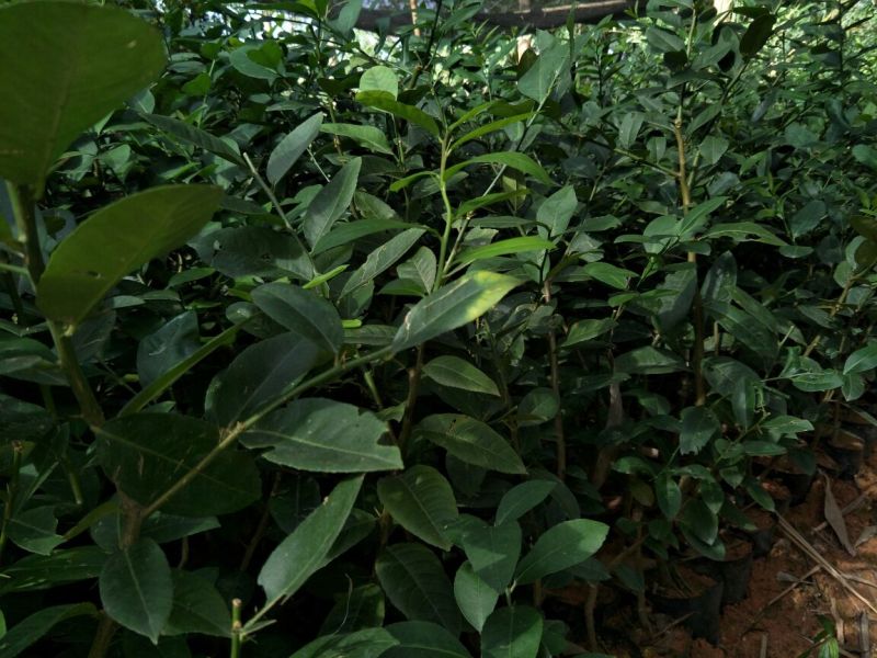 香水柠檬树苗50~80cm