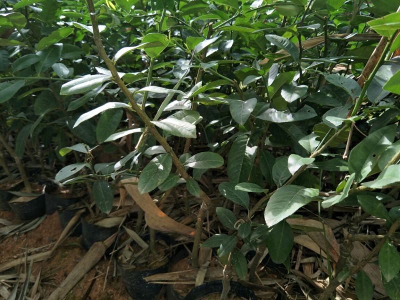 香水柠檬树苗50~80cm